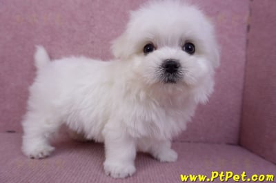 11/20馬爾濟斯公幼犬(彰化二林)6