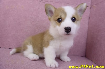 11/30雙色柯基犬公幼犬2號4