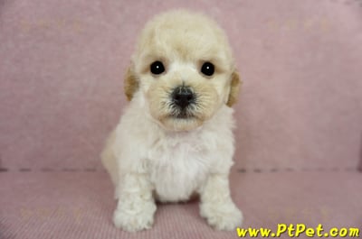 03/12泰迪比熊公幼犬(高雄鳳山)4