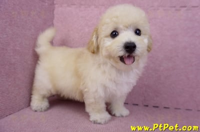 08/14泰迪比熊公幼犬(屏東內埔)4