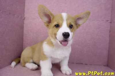 11/02雙色柯基犬公幼犬(高雄鼓山)5