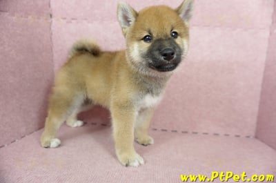 05/11赤色柴犬公幼犬(高雄大社)5