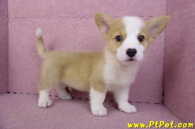 10/13雙色柯基犬公幼犬(台東市)7