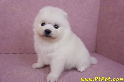 10/11松鼠白博美母幼犬(新北淡水)5