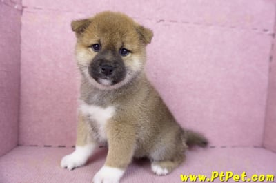 01/11赤色柴犬母幼犬(屏東竹田)10