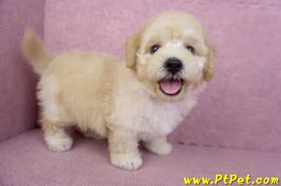 07/18泰迪比熊公幼犬7