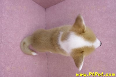 11/30雙色柯基犬公幼犬2號(高雄鳳山)13