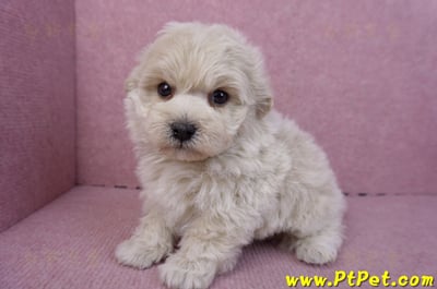 12/10馬爾泰迪公幼犬1號7