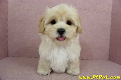 02/14奶油色馬爾泰迪公幼犬(桃園中壢)1