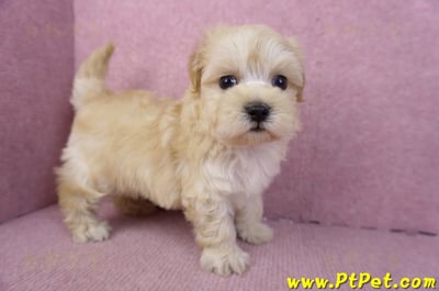 12/10馬爾泰迪公幼犬1號(高雄仁武)5