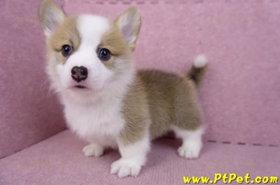 08/03雙色柯基犬公幼犬2號(屏東萬丹)13