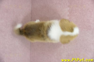 02/09雙色柯基犬母幼犬1號(台南安定)13