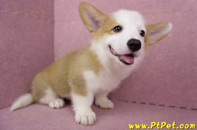 05/09雙色柯基犬母幼犬(台北萬華)7