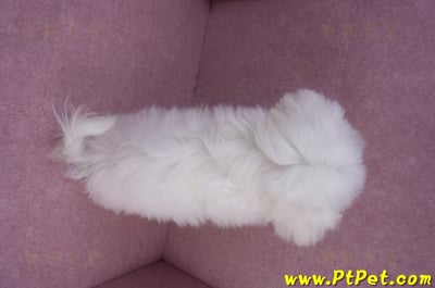 08/11馬爾濟斯公幼犬12