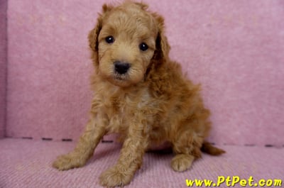 02/11紅貴賓母幼犬(桃園市 )6