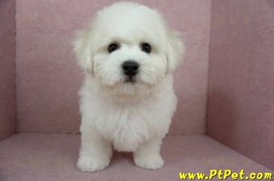 12/01比熊犬公幼犬(屏東市)2