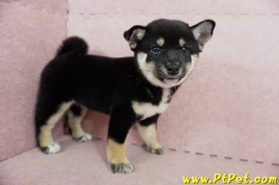 05/14黑色柴犬母幼犬2號(嘉義中埔)6