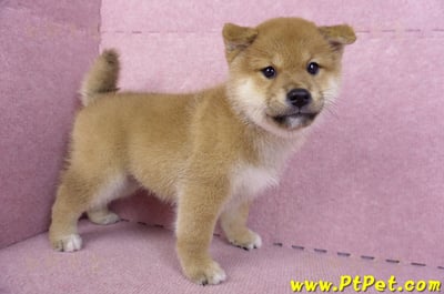 10/15赤色柴犬公幼犬(高雄前金)6