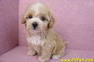 11/02馬爾泰迪母幼犬1號/(高雄小港)10