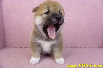 02/05赤色柴犬公幼犬2號(台東東河)2