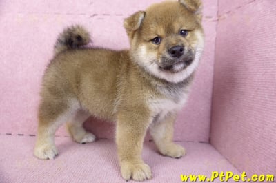 02/05赤色柴犬公幼犬(高雄仁武)6