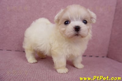 06/26迷你型馬爾濟斯 I 公幼犬2號(台中北屯)7