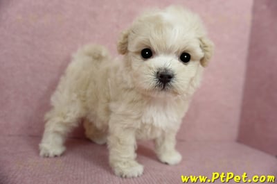 03/31奶油色馬爾泰迪母幼犬1號(基隆信義)1