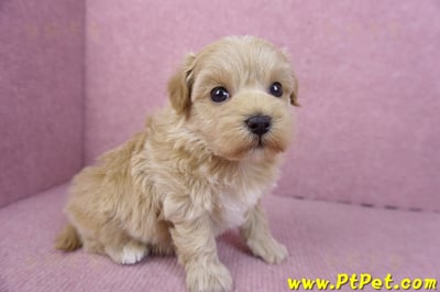 12/10馬爾泰迪母幼犬3