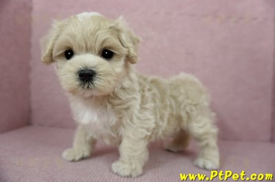 01/15奶油色馬爾泰迪 I 公幼犬(高雄大寮)1