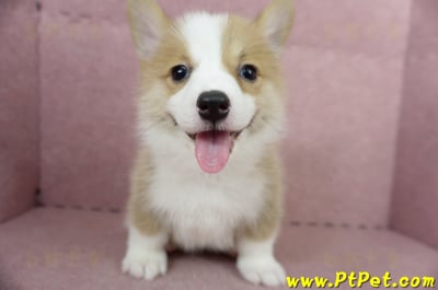 05/09雙色柯基犬母幼犬2號(高雄前鎮)3