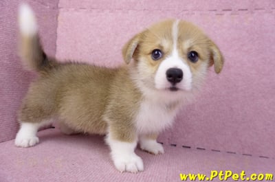 08/05雙色柯基犬母幼犬(台中潭子)3