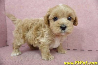 05/05奶油色馬爾泰迪公幼犬5號(屏東麟洛)3