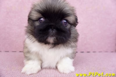 10/31松色北京狗公幼犬(新北新莊)3