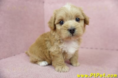 05/05奶油色馬爾泰迪母幼犬2號(高雄楠梓)6