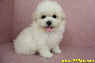 03/31奶油色馬爾泰迪母幼犬(桃園蘆竹)8