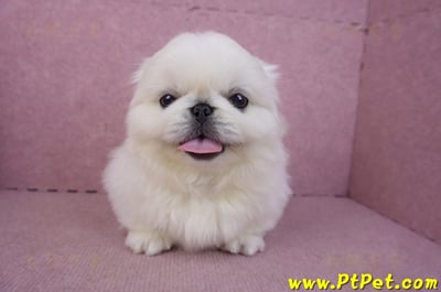 12/17北京狗公幼犬2號(新竹竹北)4