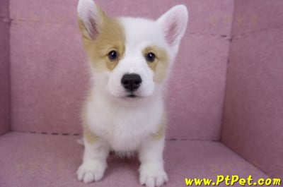 11/05雙色柯基犬公幼犬2