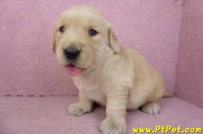 03/12黃金獵犬母幼犬2號5