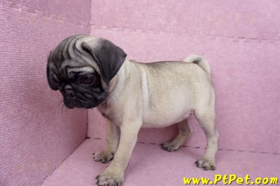 06/23巴哥母幼犬(高雄前鎮)11