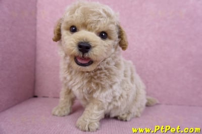 09/23泰迪比熊公幼犬(苗栗苑裡)10