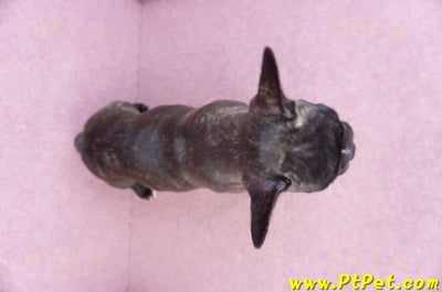 09/18虎斑色法國鬥牛母幼犬1號(屏東泰武)12