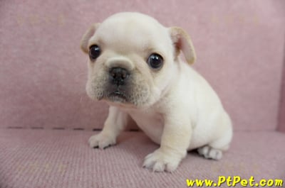 01/14奶油色法國鬥牛母幼犬(高雄三民)9