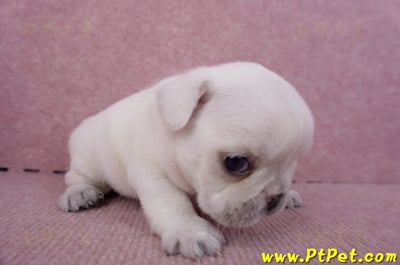 09/06奶白色法國鬥牛公幼犬3