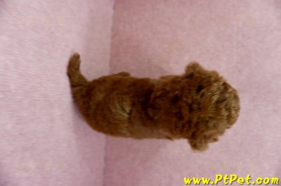 04/15玩具型紅貴賓公幼犬3號(屏東崁頂)12