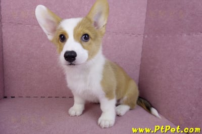 09/22雙色柯基犬公幼犬(高雄前金)8