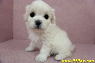 01/10奶白色馬爾泰迪母幼犬2號(屏東佳冬)9