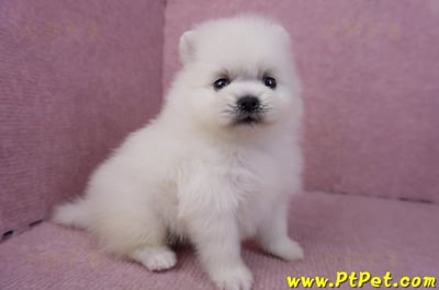 02/10白色松鼠博美母幼犬2號5