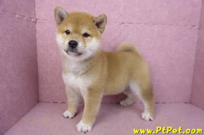 02/06赤色柴犬母幼犬(新竹東區)10