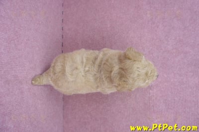 06/14泰迪比熊公幼犬(新竹竹東)7