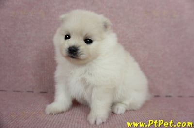 03/14迷你型松鼠白博美母幼犬(屏東潮州)5